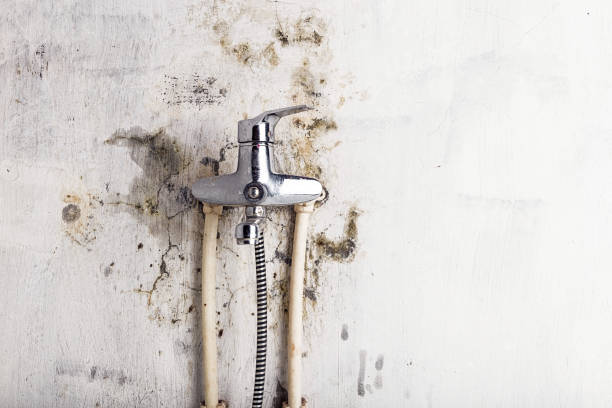 San Miguel, CA Mold Removal Company