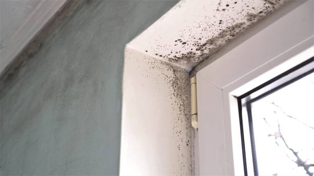 Best Crawl Space Mold Removal  in San Miguel, CA