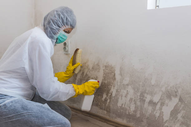 Best Residential Mold Removal  in San Miguel, CA