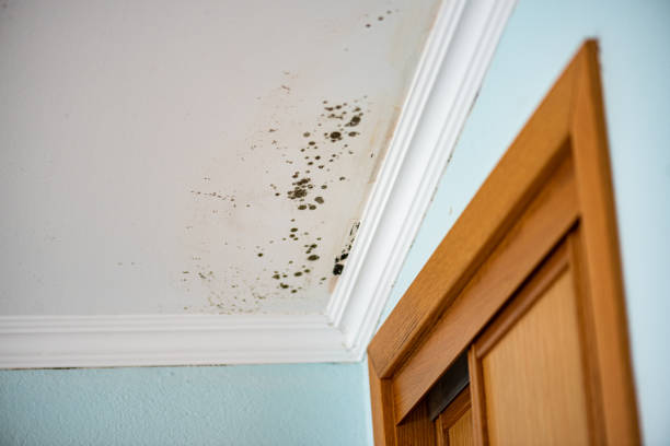Best Mold Remediation  in San Miguel, CA