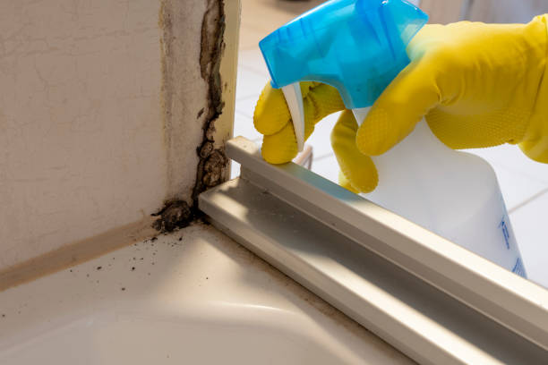 Best Emergency Mold Removal  in San Miguel, CA