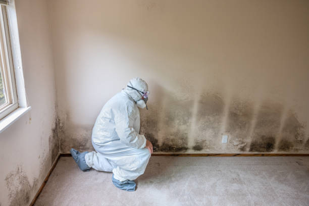 Best Black Mold Removal  in San Miguel, CA