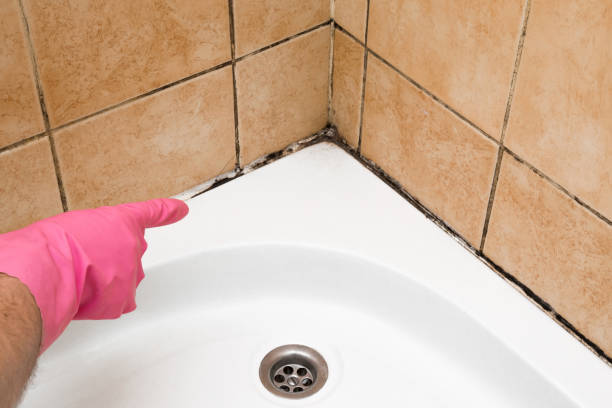 Best Home Mold Removal  in San Miguel, CA